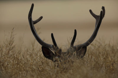 Close-up of deer on field
