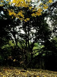 Trees in forest