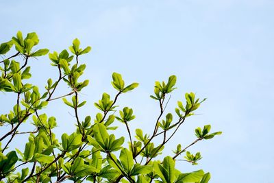 Low angle view of tree against sky