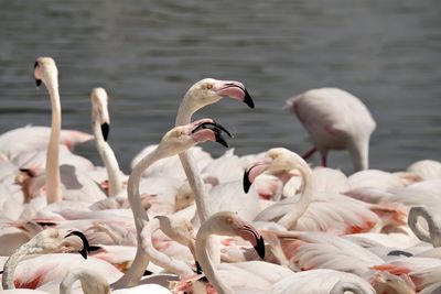 Birds in lake- greater flamingos 