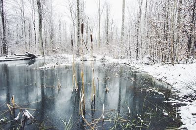 Reflection of trees in water