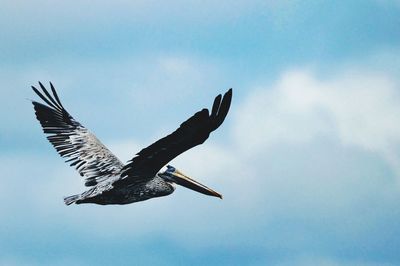 Low angle view of pelican flying in sky