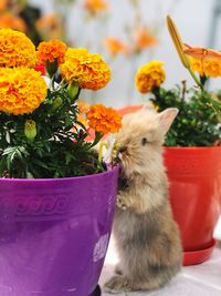 Close-up of cat by flower pot