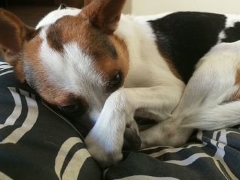 Close-up of dog sleeping on bed at home