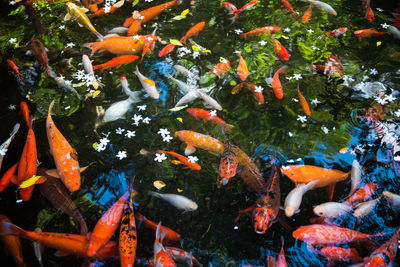 High angle view of koi fish swimming in pond