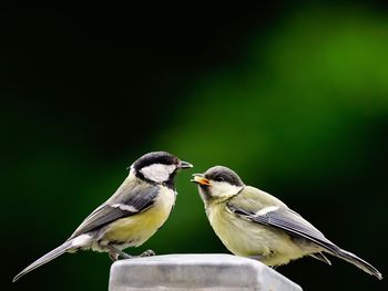 Close-up of great tits perching on railing