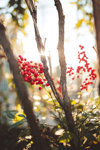 Close-up of red flowering plant