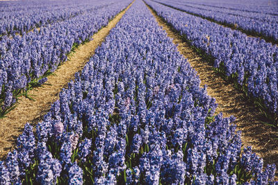 High angle view of flowering plants growing on field at farm