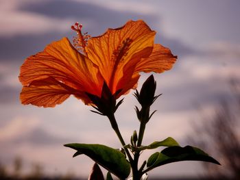 Close-up of orange flowering plant during sunset. orange colour hibiscus.