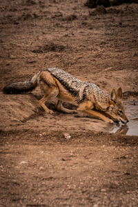 Animal drinking water from puddle