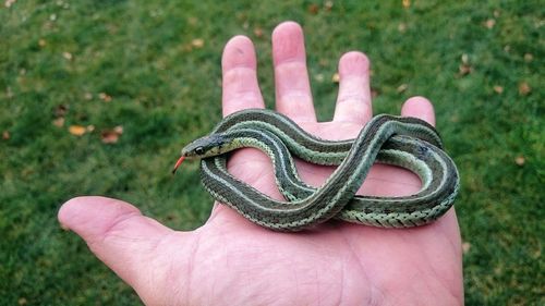 Cropped hand holding snake over field