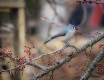 Close-up of bird perching on branch