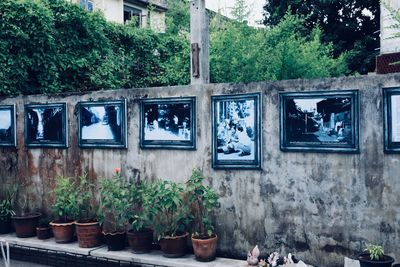 Potted plants on wall against building