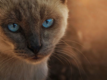 Close-up portrait of cat