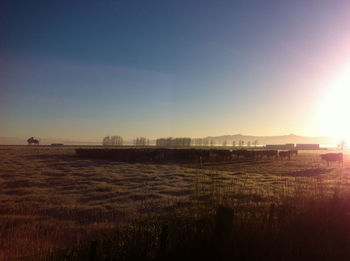 Scenic view of agricultural field against clear sky