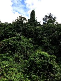 Low angle view of trees against sky