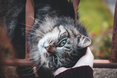 Close-up of hand holding cat