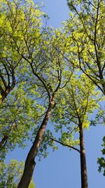 Low angle view of tree against sky