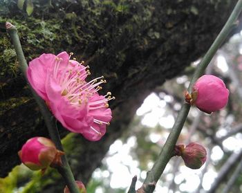 Close-up of pink flower