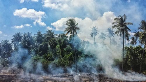 Smoke emitting from field by trees against sky