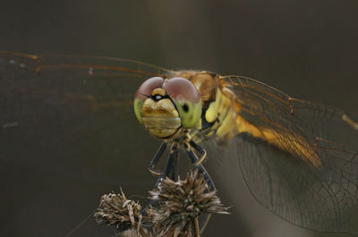 Natural closeup on the vagrant darter dragonfly, sympetrum vulgatum against a dark background