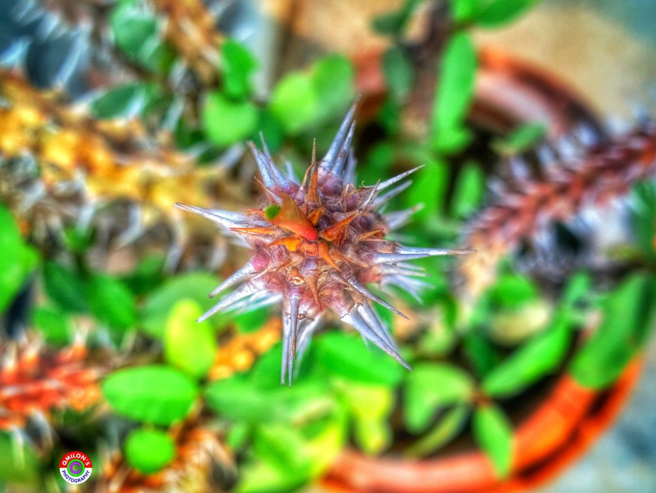 close-up, growth, leaf, plant, focus on foreground, freshness, selective focus, green color, nature, thorn, spiked, cactus, potted plant, food and drink, beauty in nature, fragility, flower, stem, no people, botany