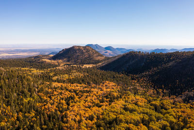 Autumn colored trees in arizona with mountains in background.