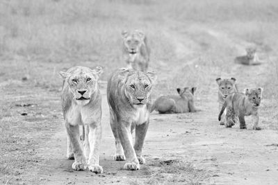 A black and white image of lionesses guarding their cubs 