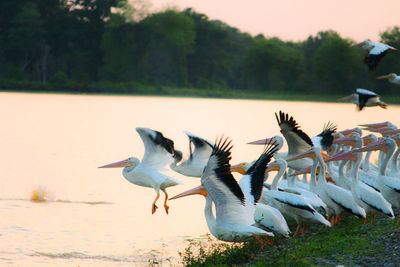 Birds flying over the field