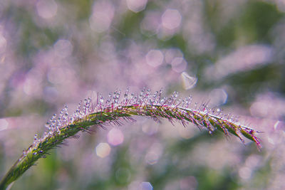 Close-up of wet plant