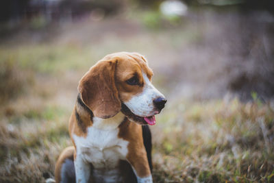 Dog looking away on field