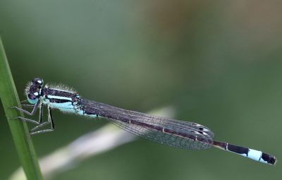 Close-up of a damselfly