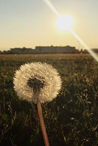 Close-up of dandelion in field