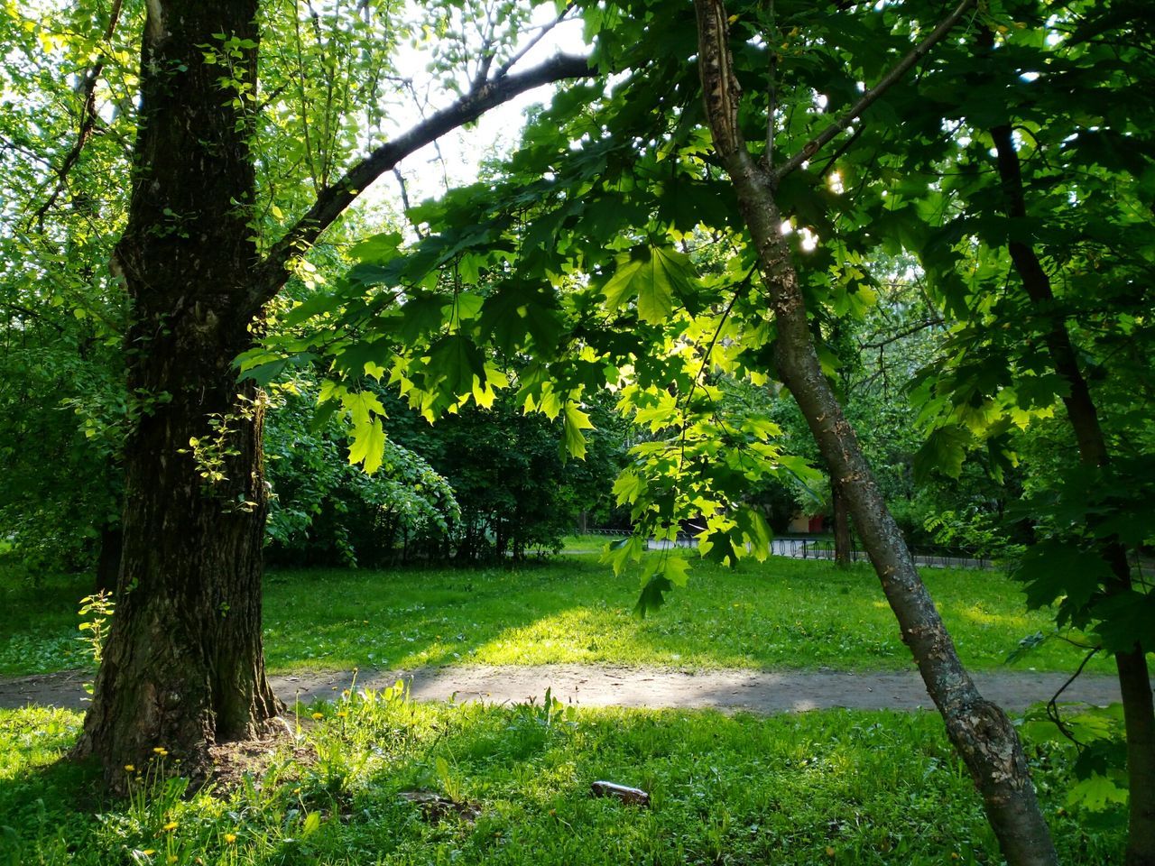 tree, growth, nature, grass, green color, branch, tranquility, beauty in nature, tree trunk, outdoors, no people, day, landscape