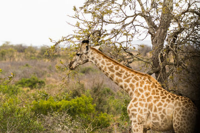 Side view of giraffe on field