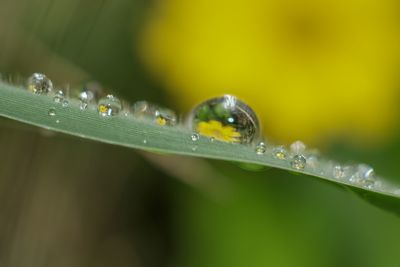 Close-up of water drops on leaf