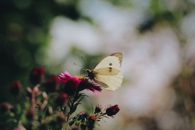 Close-up of butterfly perching on flower