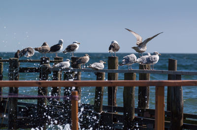 Birds perching on wooden post over sea against clear sky