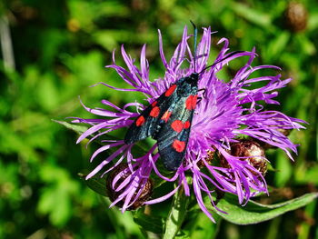 Close-up of butterfly pollinating on purple flower