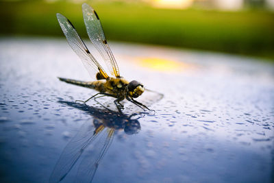 Close-up of spider on web