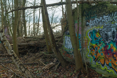 Bare trees in forest