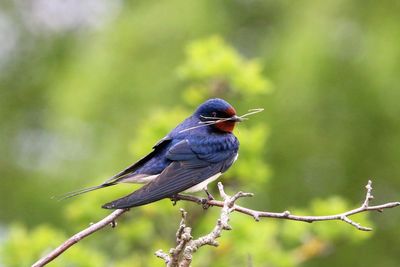 Close-up of bird perching on branch