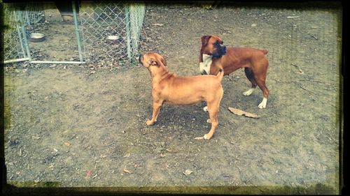 domestic animals