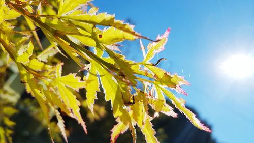 Low angle view of fresh green leaves against sky