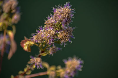 Close-up of purple flowering plant