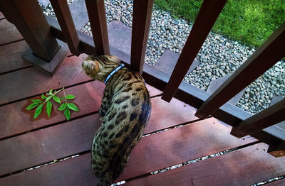 High angle view of cat at deck