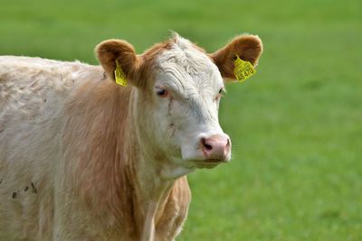 Cow in a field