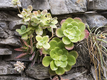 High angle view of succulent plant growing in greenhouse