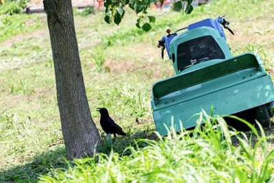 Bird on field