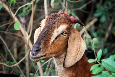 Close-up of a goat on field